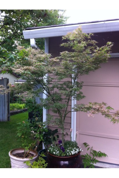 Горшок с кленом укигумо на садовом участке.